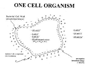 One Cell Organism